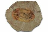 Colorful Asaphid Trilobite With Pos/Neg - Fezouata Formation #353357-3